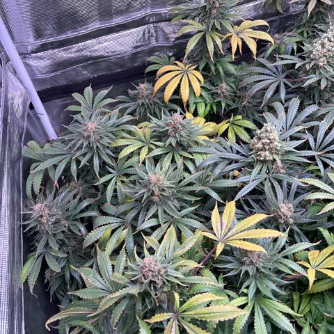 Strawberry Cough #1 growlog timeline photo
