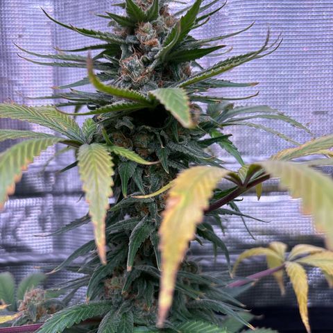 Strawberry Cough #1 growlog timeline photo
