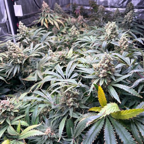 Strawberry cough #5 growlog timeline photo