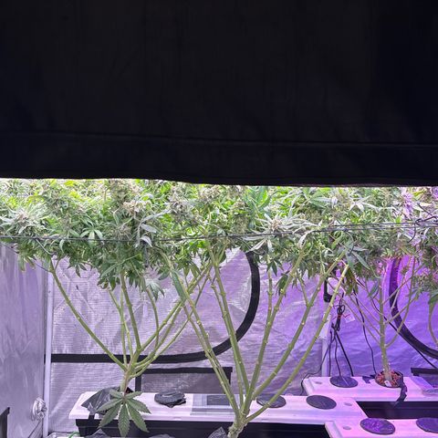Strawberry cough #5 growlog timeline photo