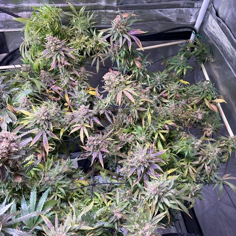 Strawberry Cough #3 growlog timeline photo