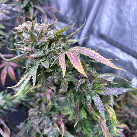 Strawberry Cough #3 growlog timeline photo