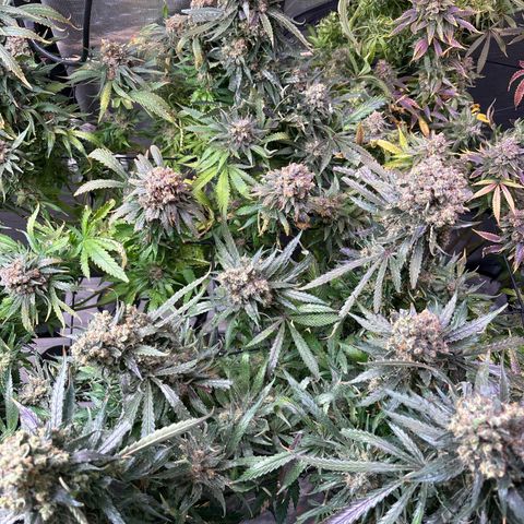 Strawberry cough #5 growlog timeline photo