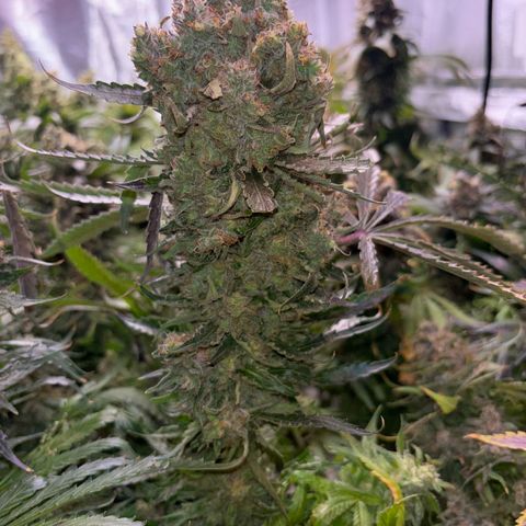 Strawberry cough #5 growlog timeline photo