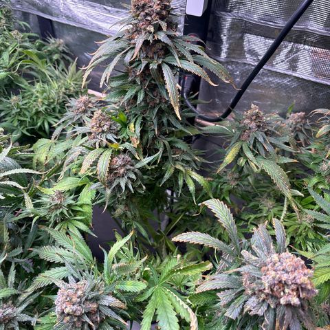 Strawberry cough #4 growlog timeline photo