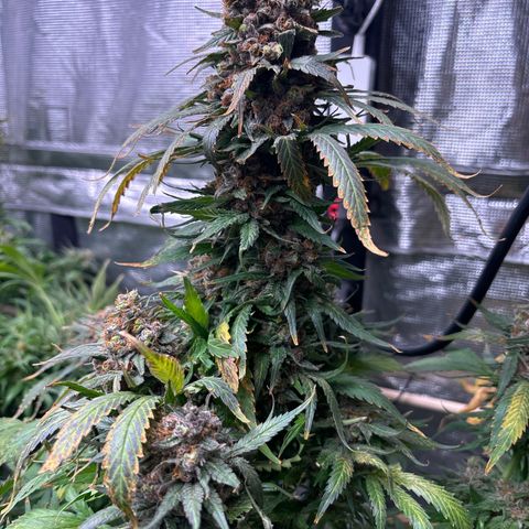 Strawberry cough #4 growlog timeline photo