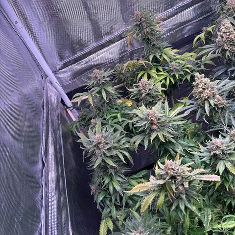 Strawberry Cough #1 growlog timeline photo