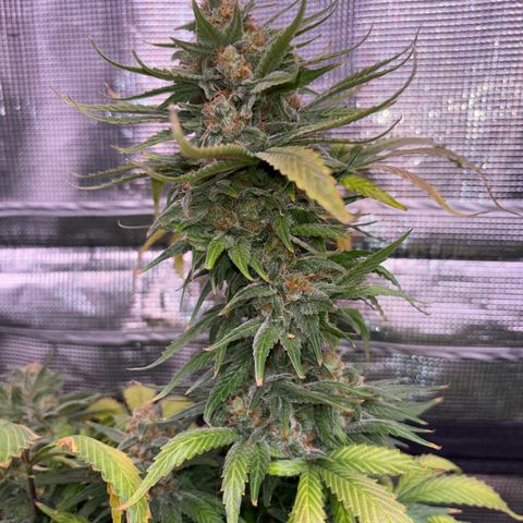 Strawberry Cough #1 growlog timeline photo