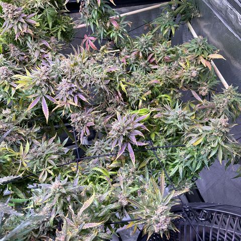 Strawberry Cough #3 growlog timeline photo