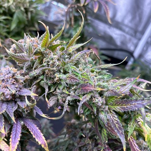 Strawberry Cough #3 growlog timeline photo