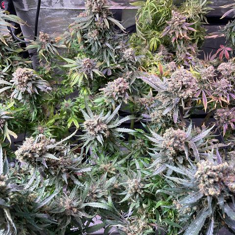 Strawberry cough #5 growlog timeline photo
