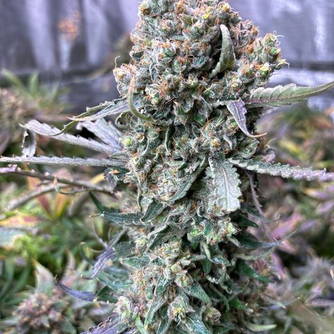 Strawberry cough #5 growlog timeline photo