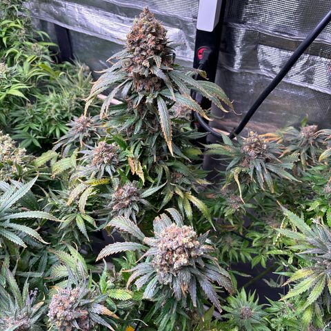 Strawberry cough #4 growlog timeline photo