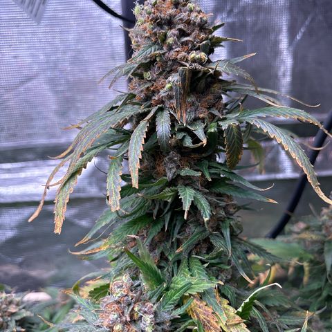 Strawberry cough #4 growlog timeline photo