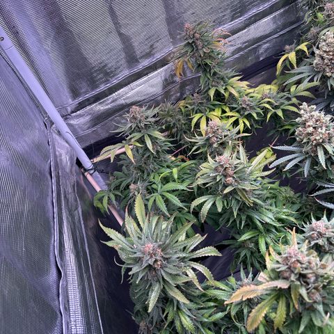 Strawberry Cough #1 growlog timeline photo