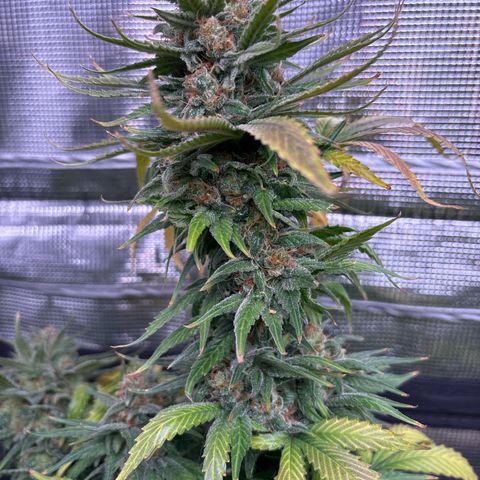 Strawberry Cough #1 growlog timeline photo