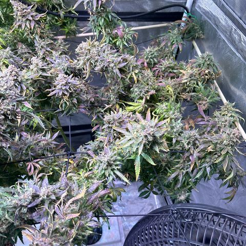 Strawberry Cough #3 growlog timeline photo