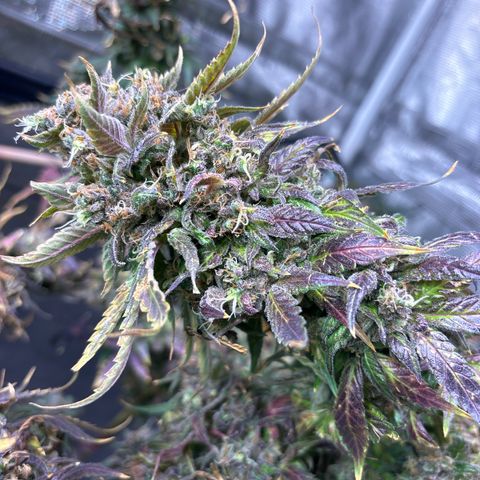 Strawberry Cough #3 growlog timeline photo
