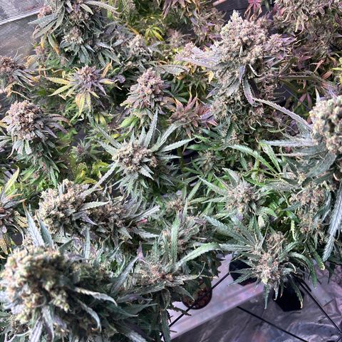 Strawberry cough #5 growlog timeline photo