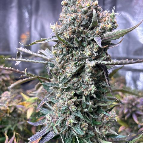 Strawberry cough #5 growlog timeline photo
