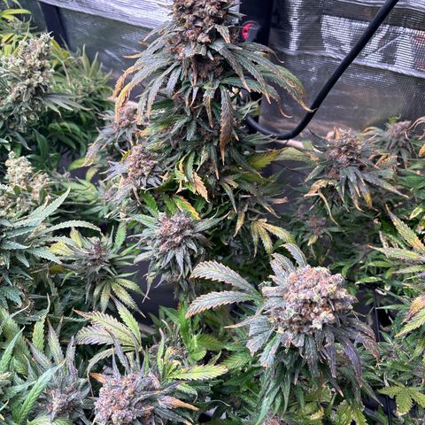 Strawberry cough #4 growlog timeline photo