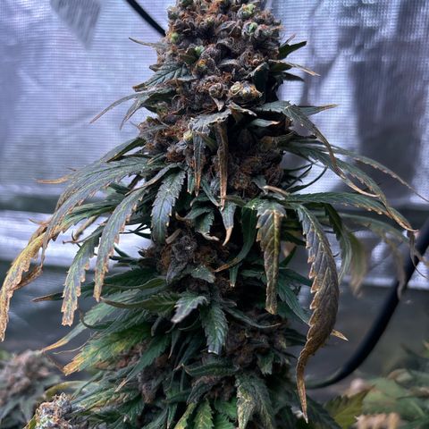 Strawberry cough #4 growlog timeline photo