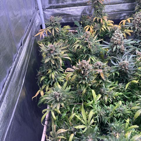 Strawberry Cough #1 growlog timeline photo