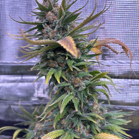 Strawberry Cough #1 growlog timeline photo