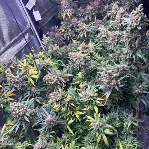Strawberry cough #5 growlog timeline photo