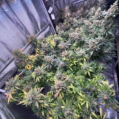 Strawberry cough #5 growlog timeline photo