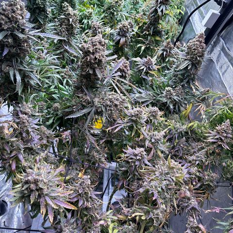 Strawberry cough #5 growlog timeline photo