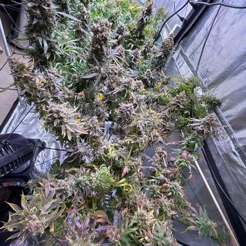 Strawberry cough #5 growlog timeline photo