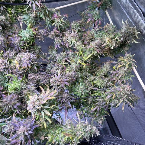 Strawberry Cough #3 growlog timeline photo