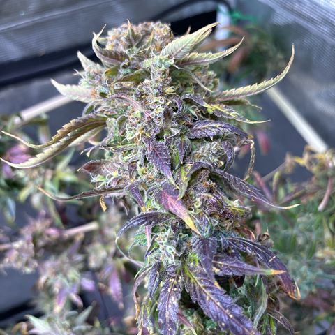 Strawberry Cough #3 growlog timeline photo