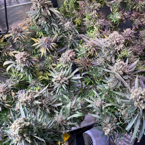 Strawberry cough #5 growlog timeline photo