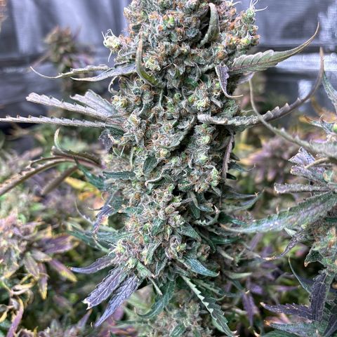 Strawberry cough #5 growlog timeline photo