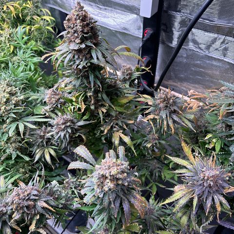 Strawberry cough #4 growlog timeline photo