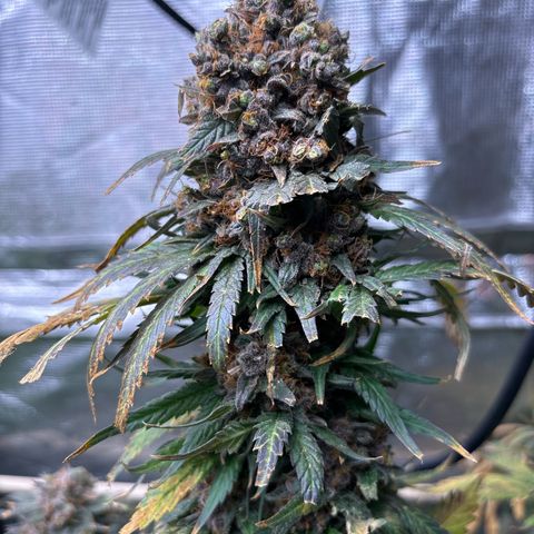 Strawberry cough #4 growlog timeline photo