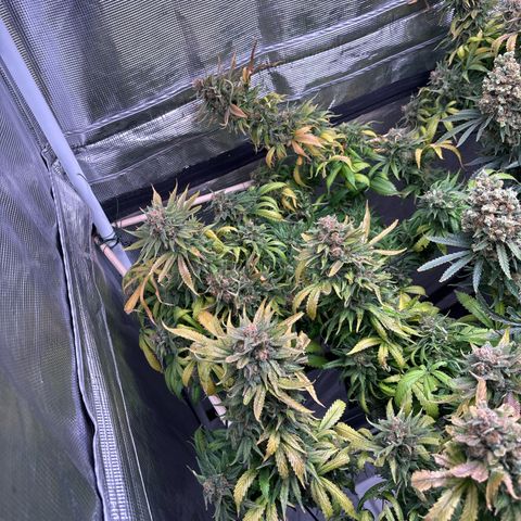 Strawberry Cough #1 growlog timeline photo