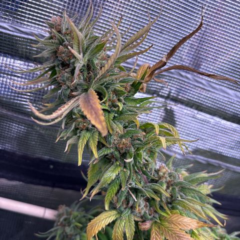 Strawberry Cough #1 growlog timeline photo