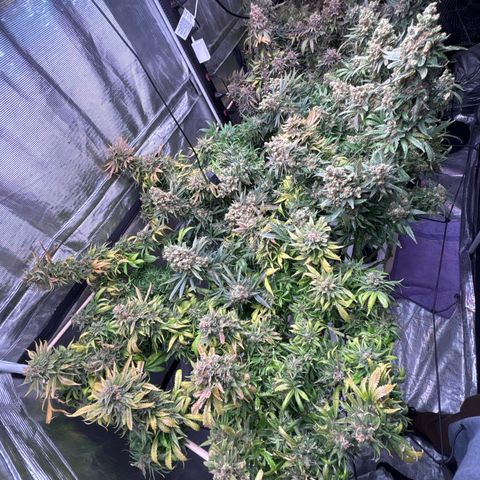 Strawberry cough #5 growlog timeline photo