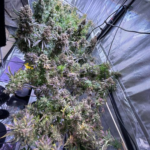 Strawberry cough #5 growlog timeline photo