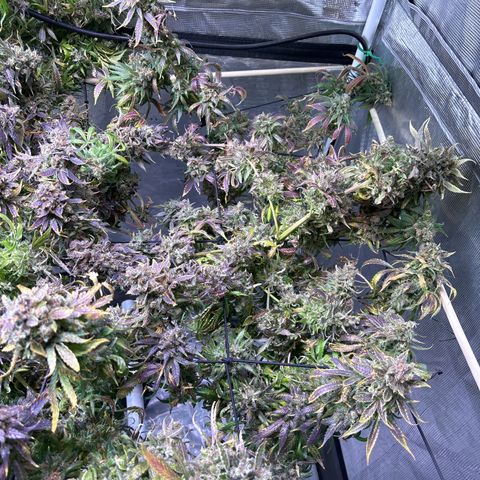 Strawberry Cough #3 growlog timeline photo