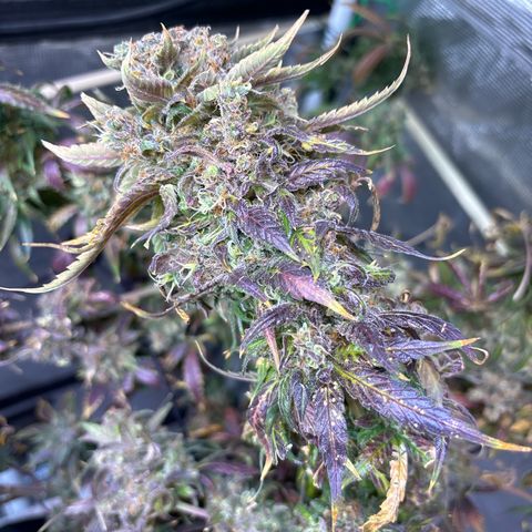 Strawberry Cough #3 growlog timeline photo