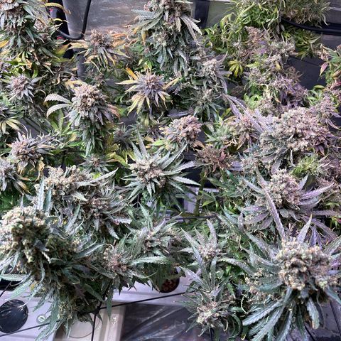 Strawberry cough #5 growlog timeline photo