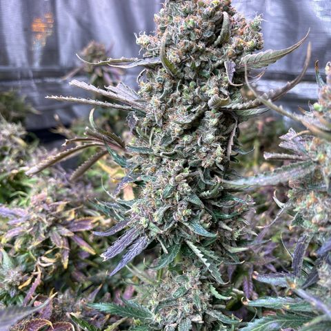 Strawberry cough #5 growlog timeline photo