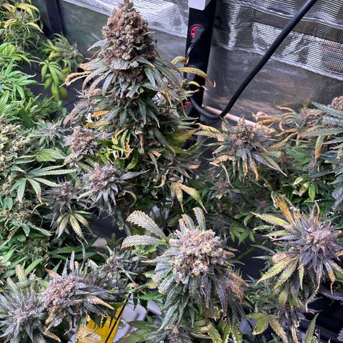 Strawberry cough #4 growlog timeline photo