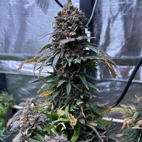 Strawberry cough #4 growlog timeline photo