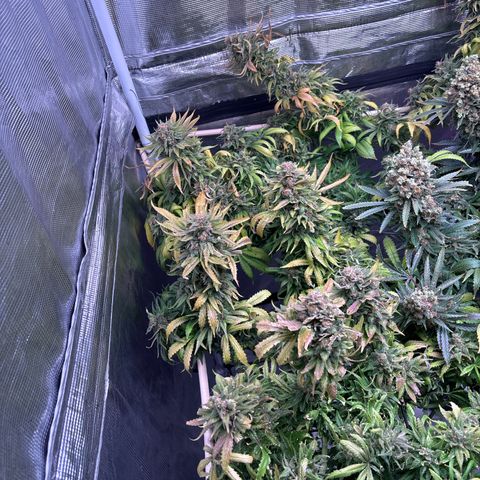 Strawberry Cough #1 growlog timeline photo