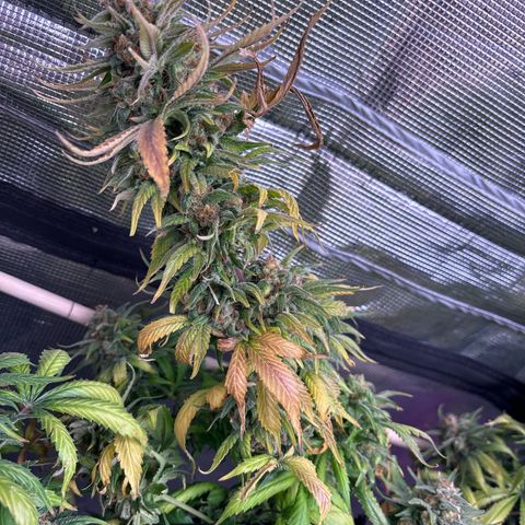 Strawberry Cough #1 growlog timeline photo